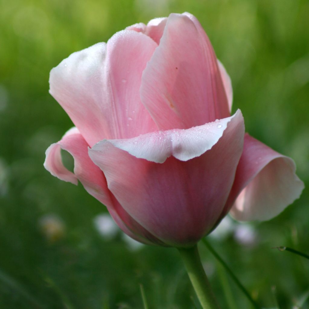 Tulipa Triunfo Beauty Queen