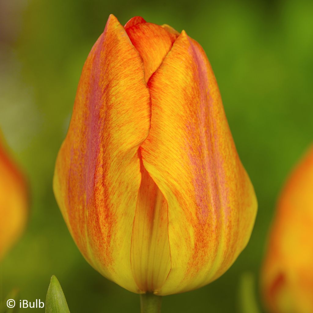 Tulipa Simples precoce Generaal De Wet