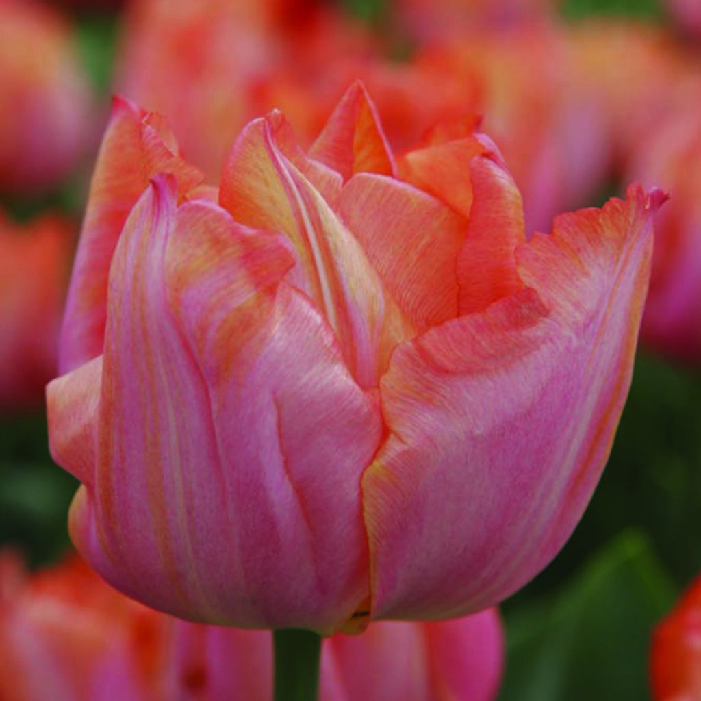 Tulipa Triunfo Jochem