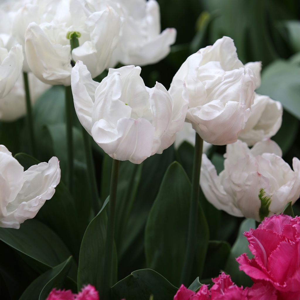 Tulipa Triunfo Rejoyce