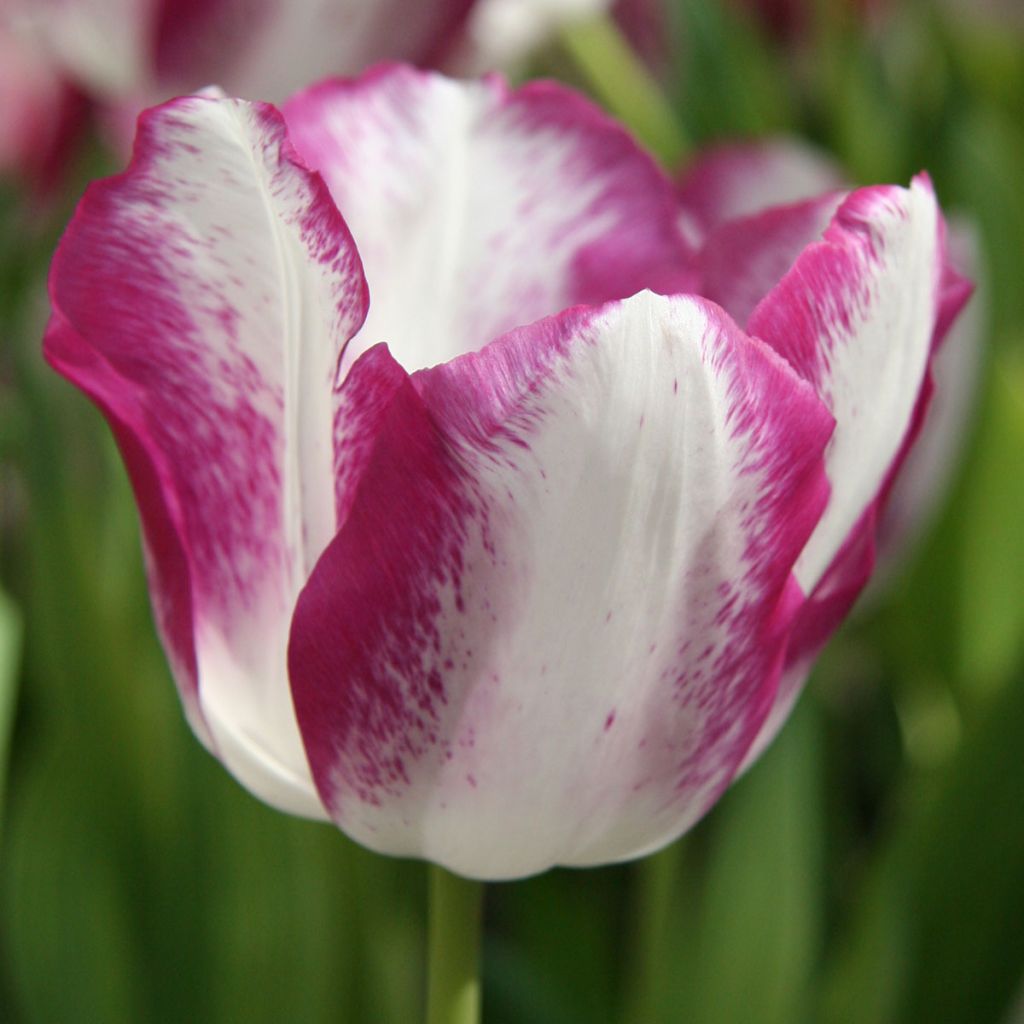 Tulipa Triunfo Affaire