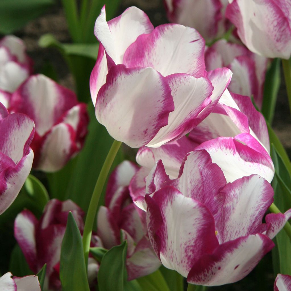 Tulipa Triunfo Affaire