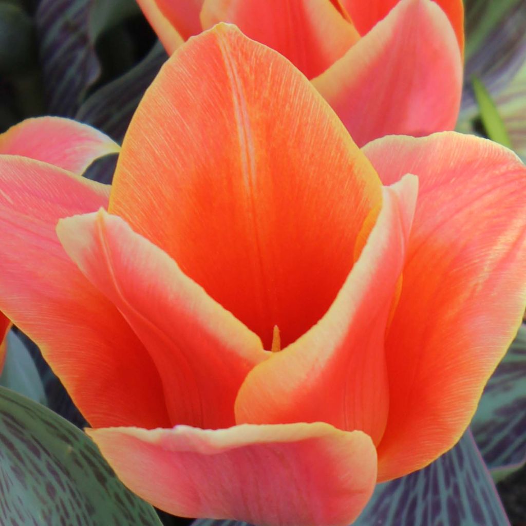 Tulipe Botanique greigii Corsage