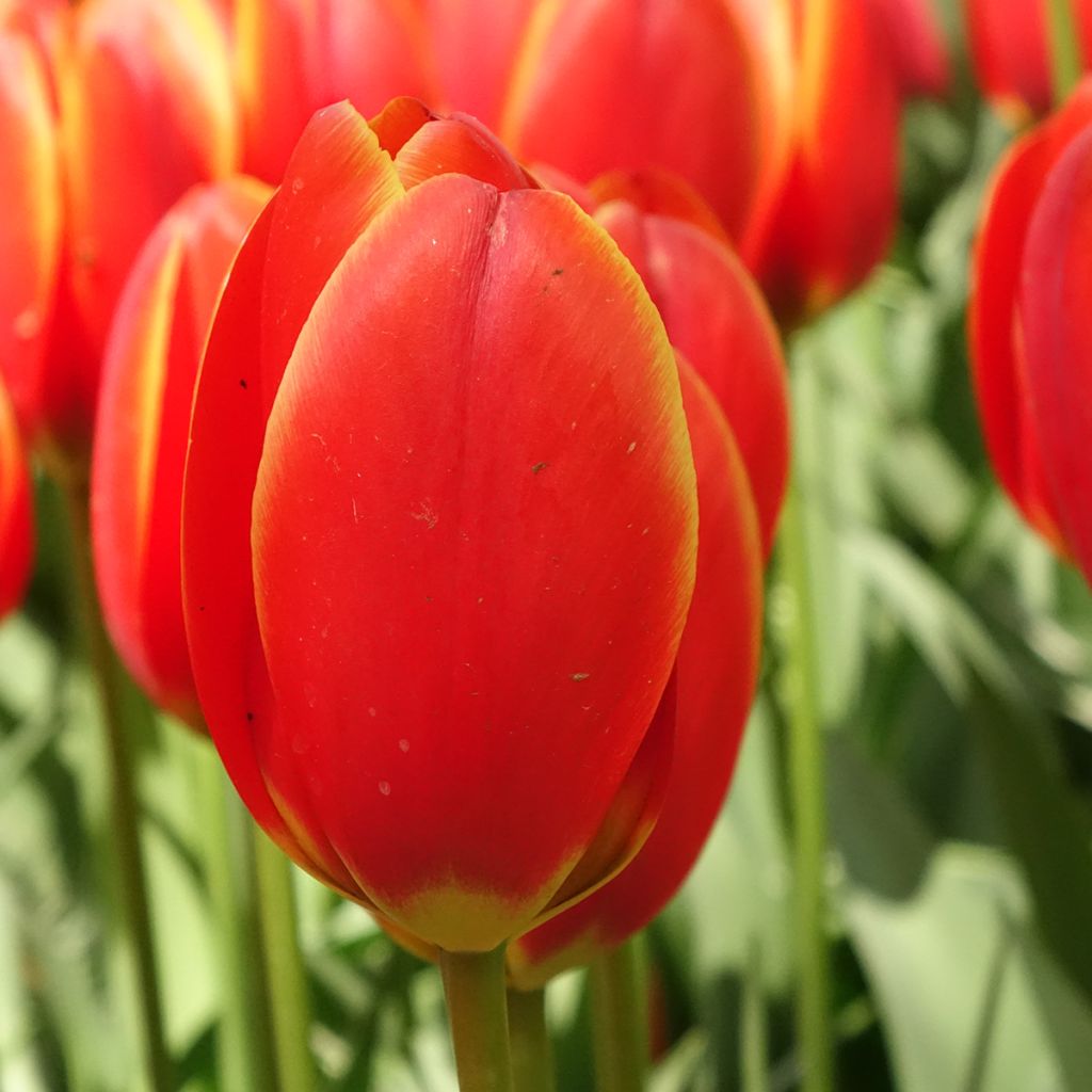 Tulipa híbrida Darwin Worlds Favourite