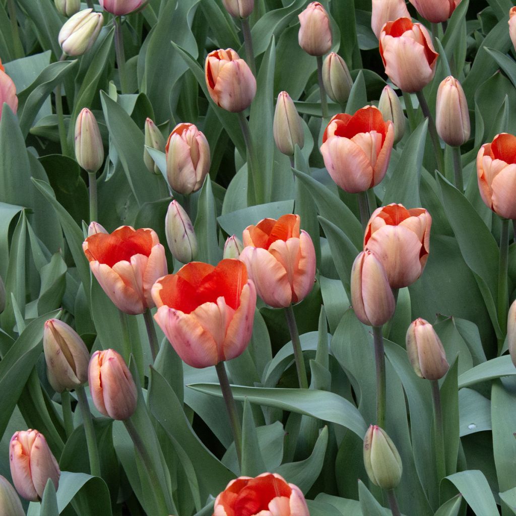 Tulipa híbrida Darwin Apricot Impression