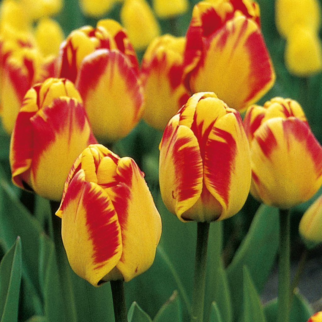 Tulipa híbrida Darwin Banja Luka