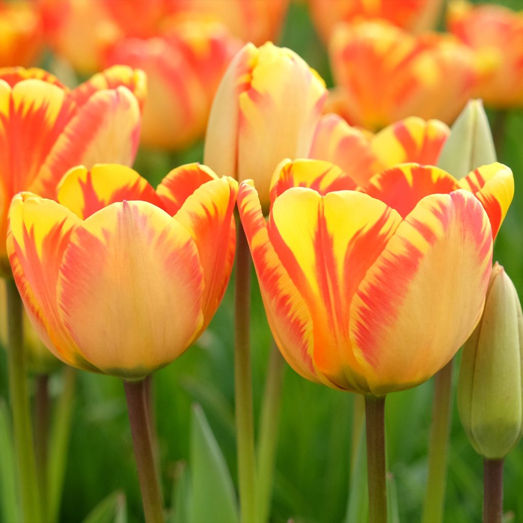 Tulipa híbrida Darwin Banja Luka