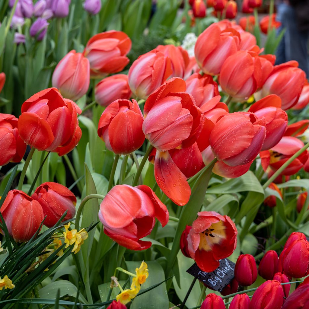 Tulipa híbrida Darwin Big Chief