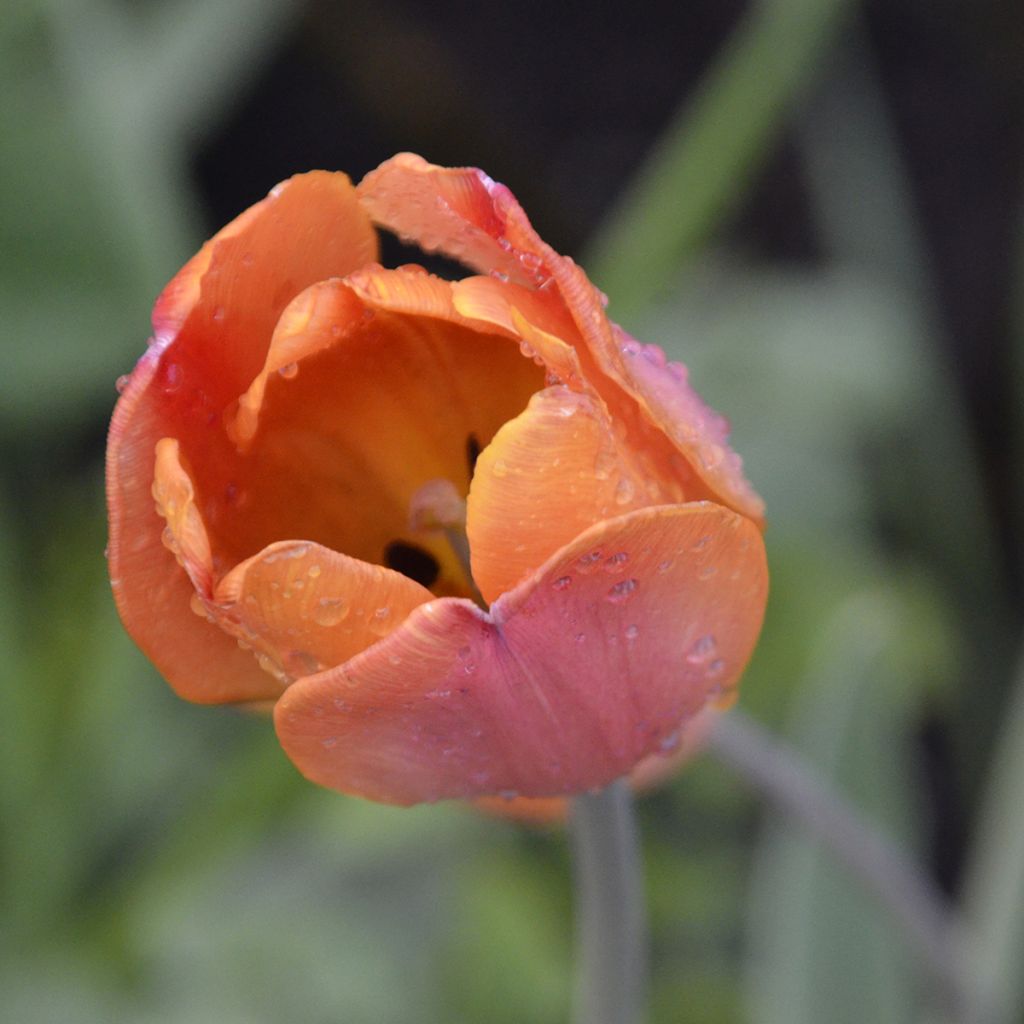 Tulipa híbrida Darwin Big Chief