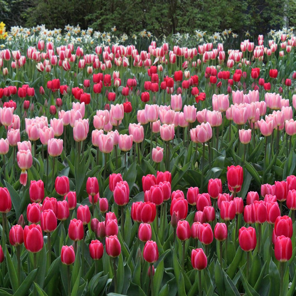 Tulipa híbrida Darwin Cherry Delight