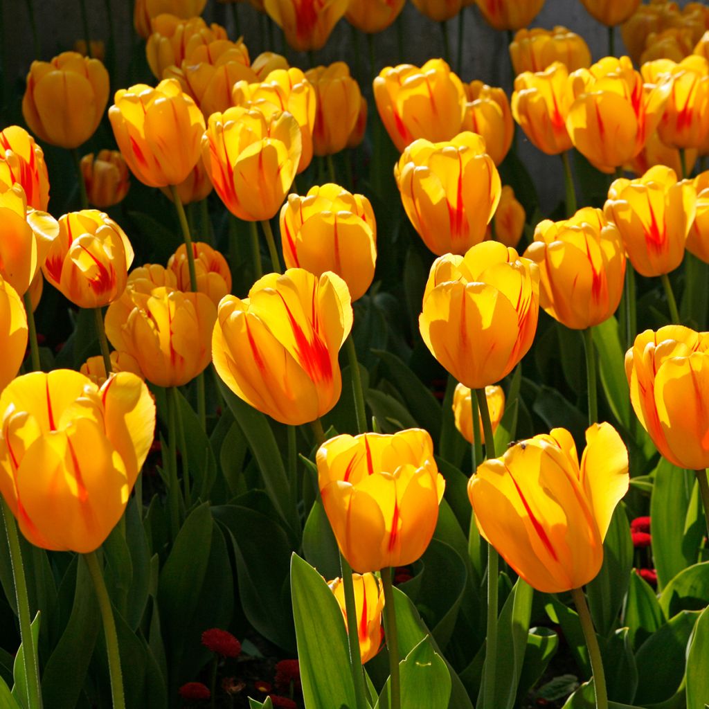 Tulipa híbrida Darwin Juliette