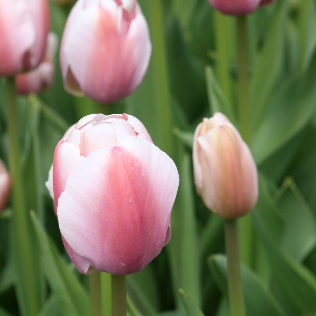 Tulipa híbrida Darwin Ollioules