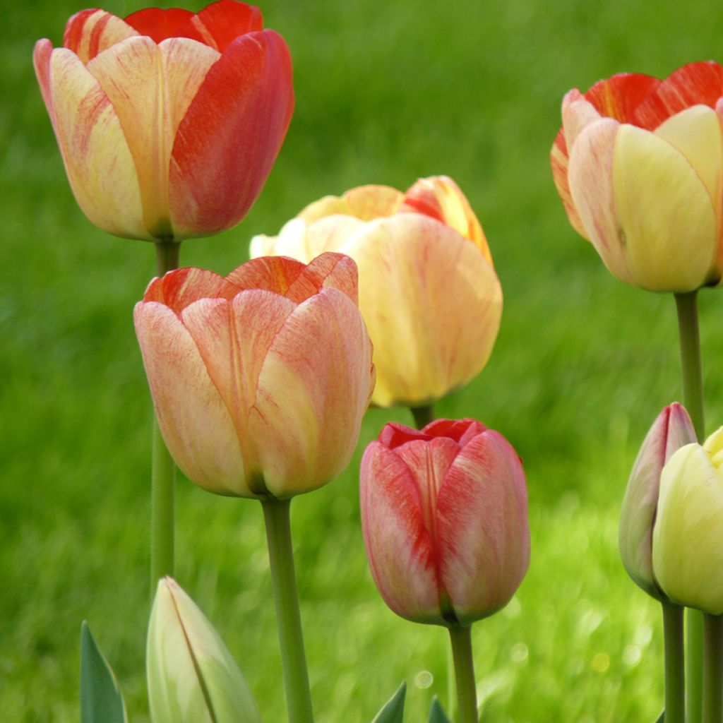 Tulipa híbrida Darwin Silverstream