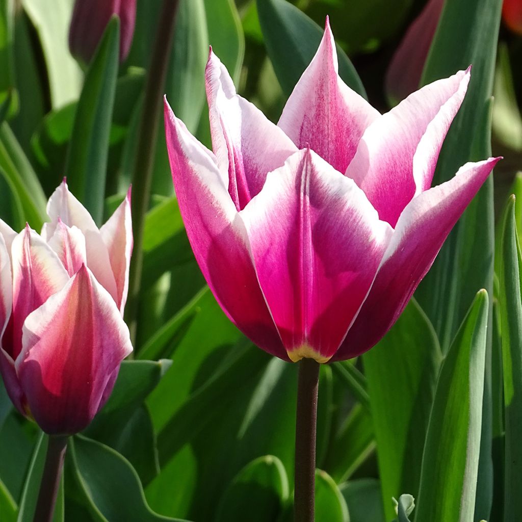 Tulipa Lírio Claudia