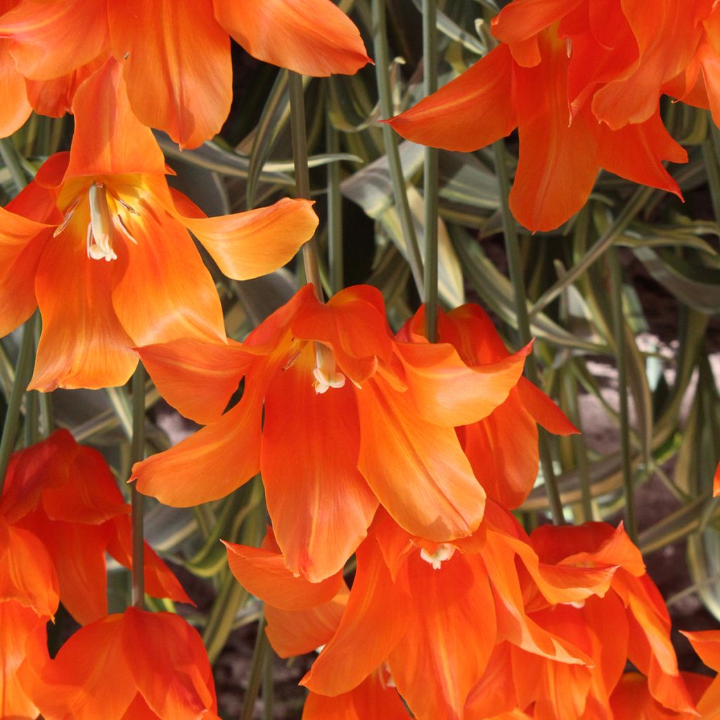 Tulipa Lírio Ballerina