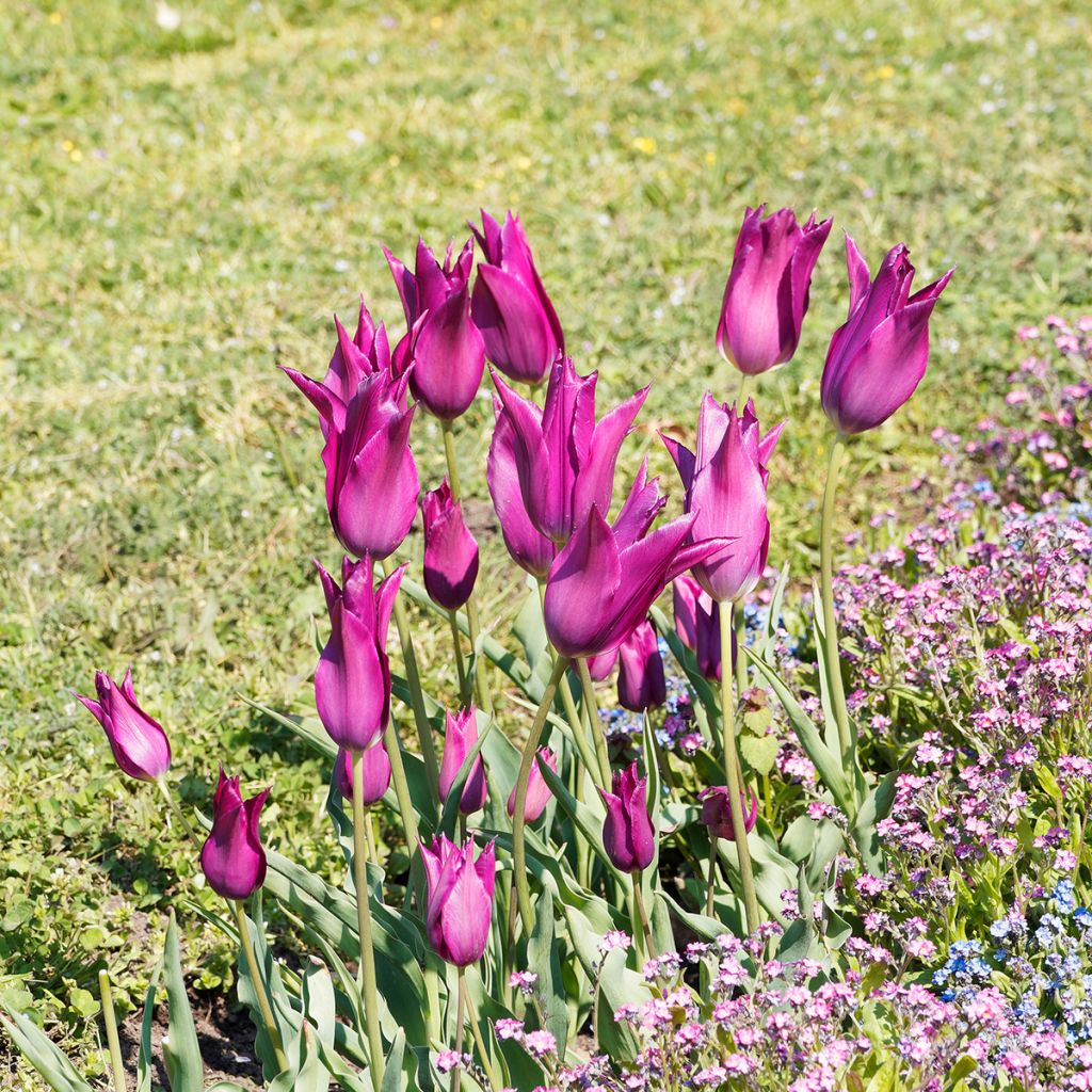 Tulipa Lírio Burgundy