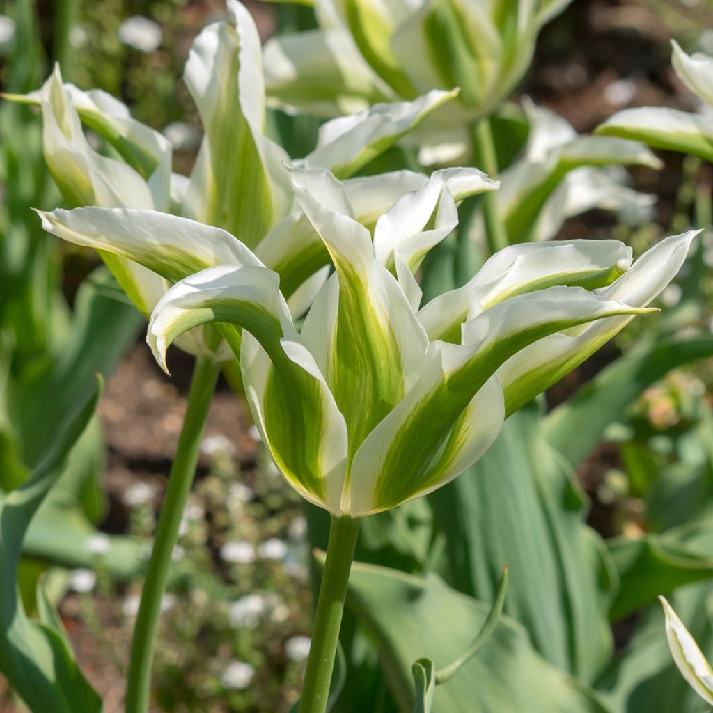 Tulipa Lírio Greenstar