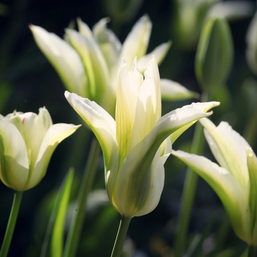 Tulipa Lírio Greenstar