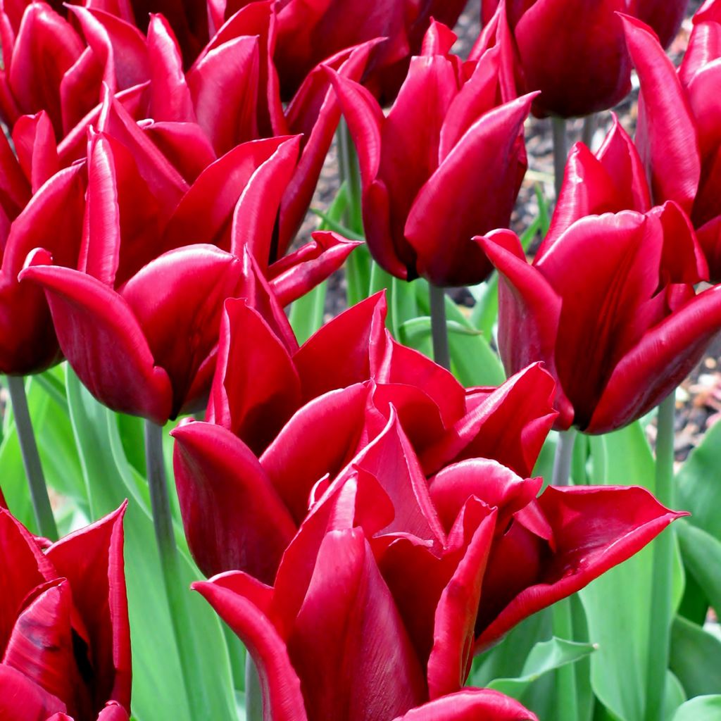 Tulipa Lírio Lasting Love