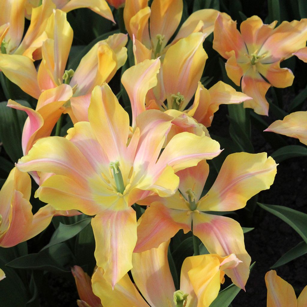 Tulipa Lírio Marianne