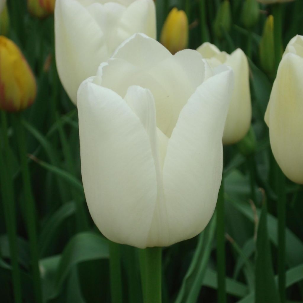 Tulipa Simples tardia Maureen