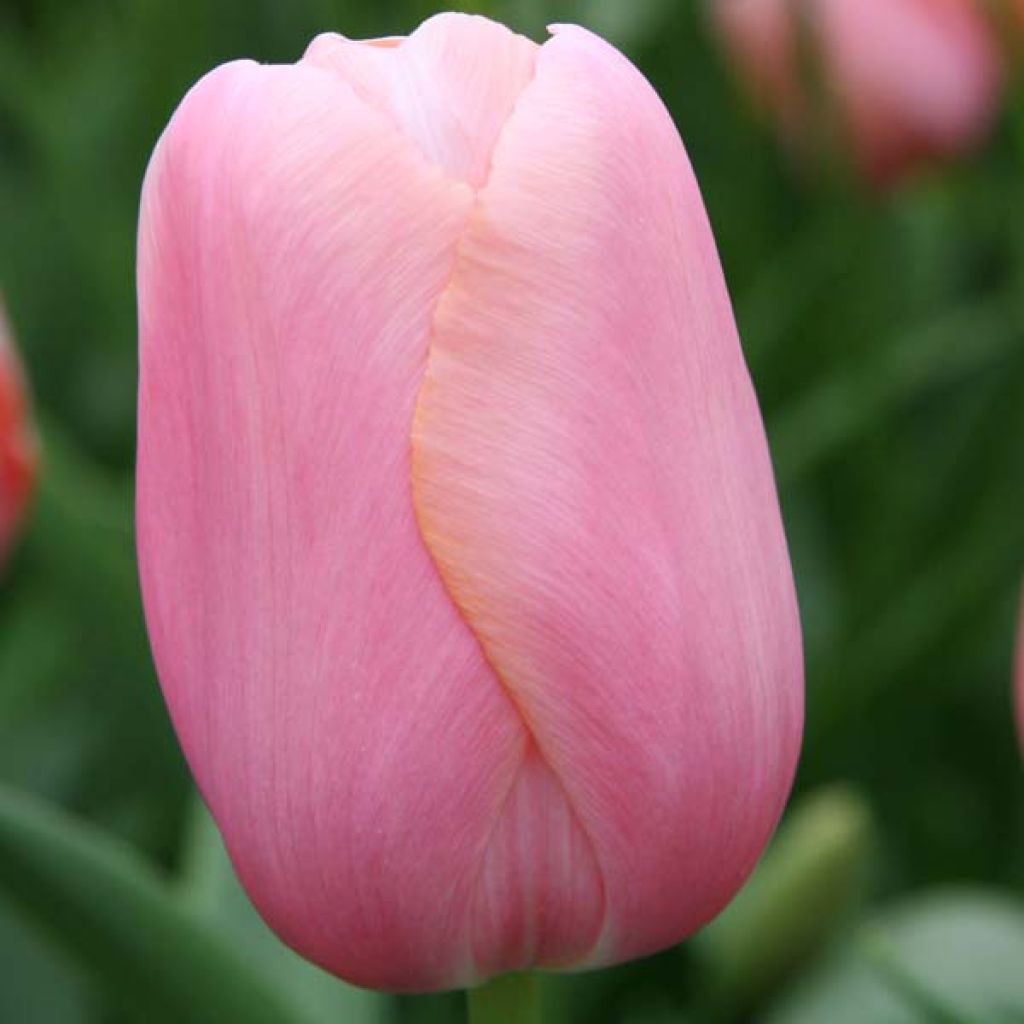 Tulipa Simples tardia Menton