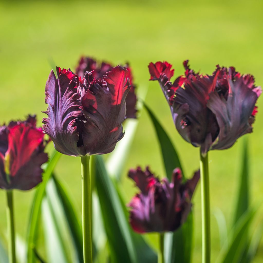 Tulipa Papagaio Black Parrot