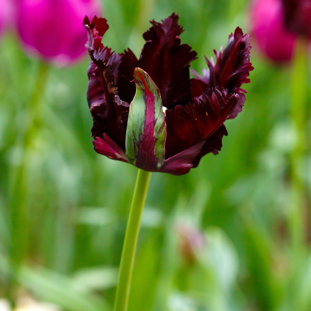 Tulipa Papagaio Black Parrot