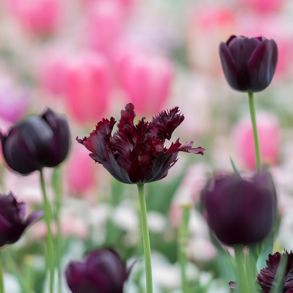 Tulipa Papagaio Black Parrot