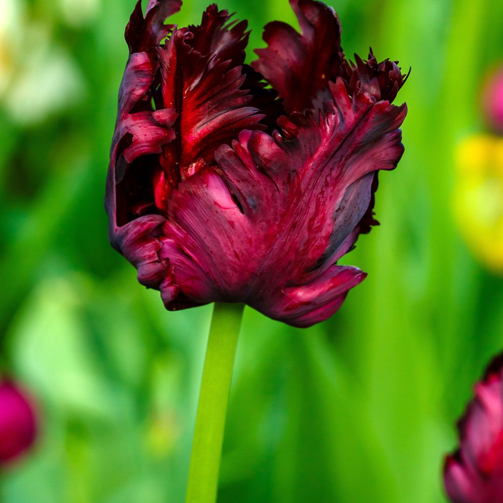 Tulipa Papagaio Black Parrot