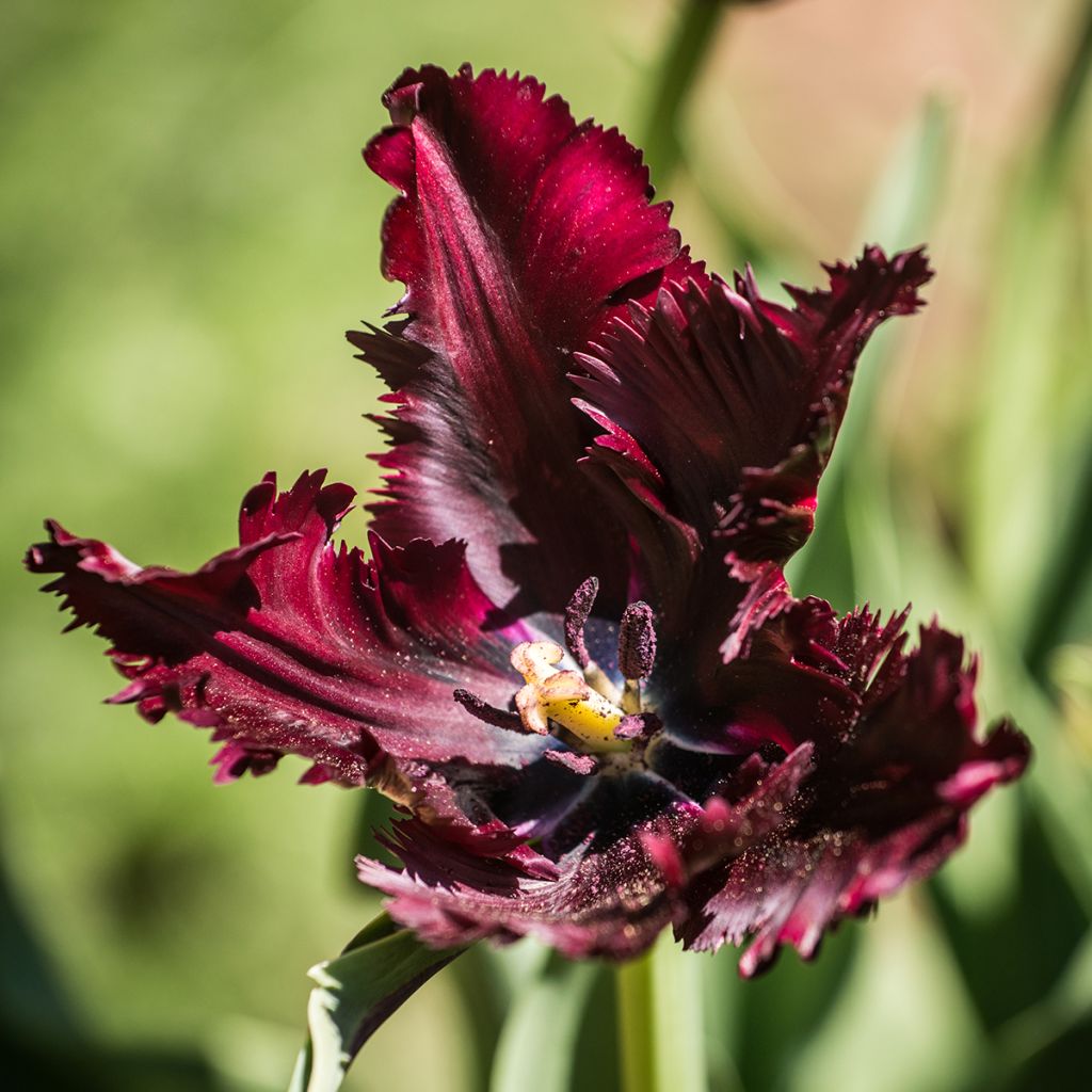 Tulipa Papagaio Black Parrot