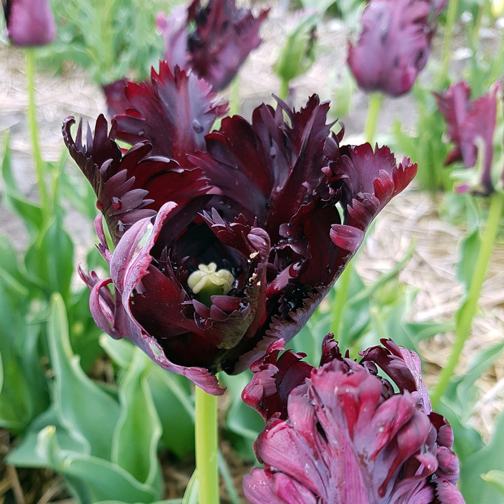 Tulipa Papagaio Black Parrot