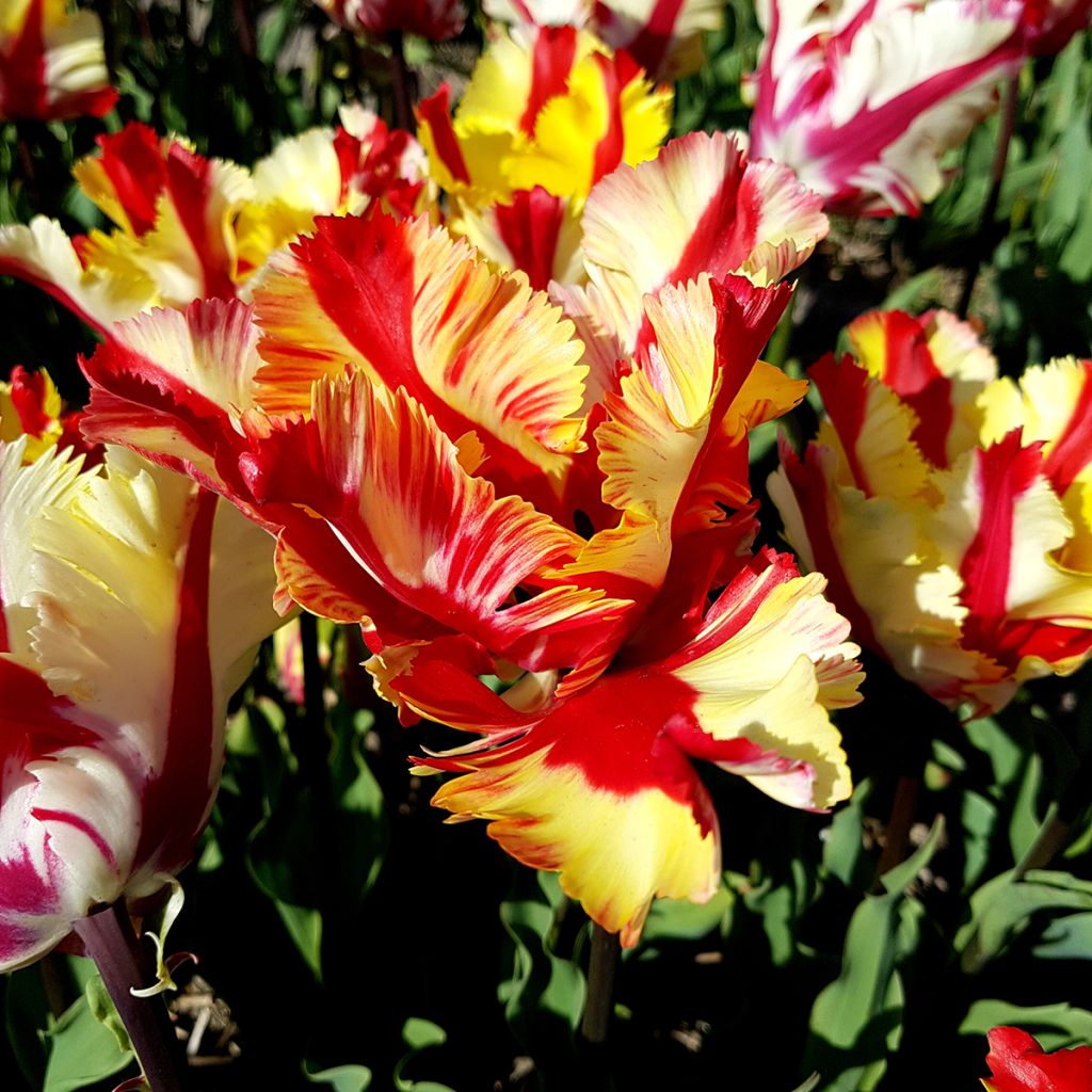 Tulipa Papagaio Flaming Parrot