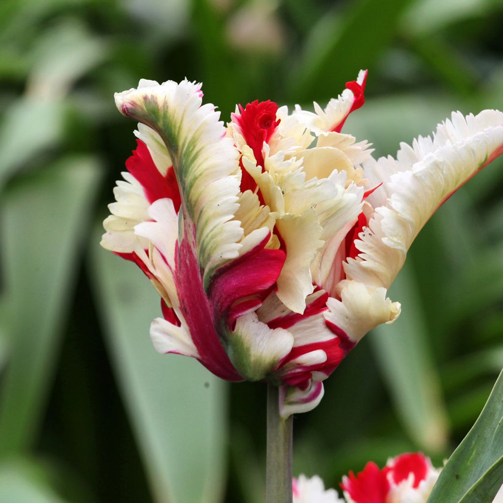 Tulipa Papagaio Flaming Parrot