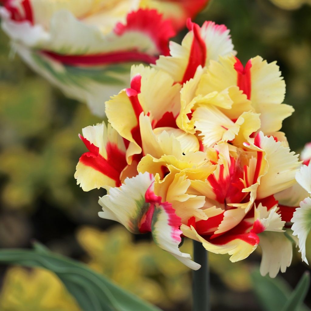 Tulipa Papagaio Flaming Parrot