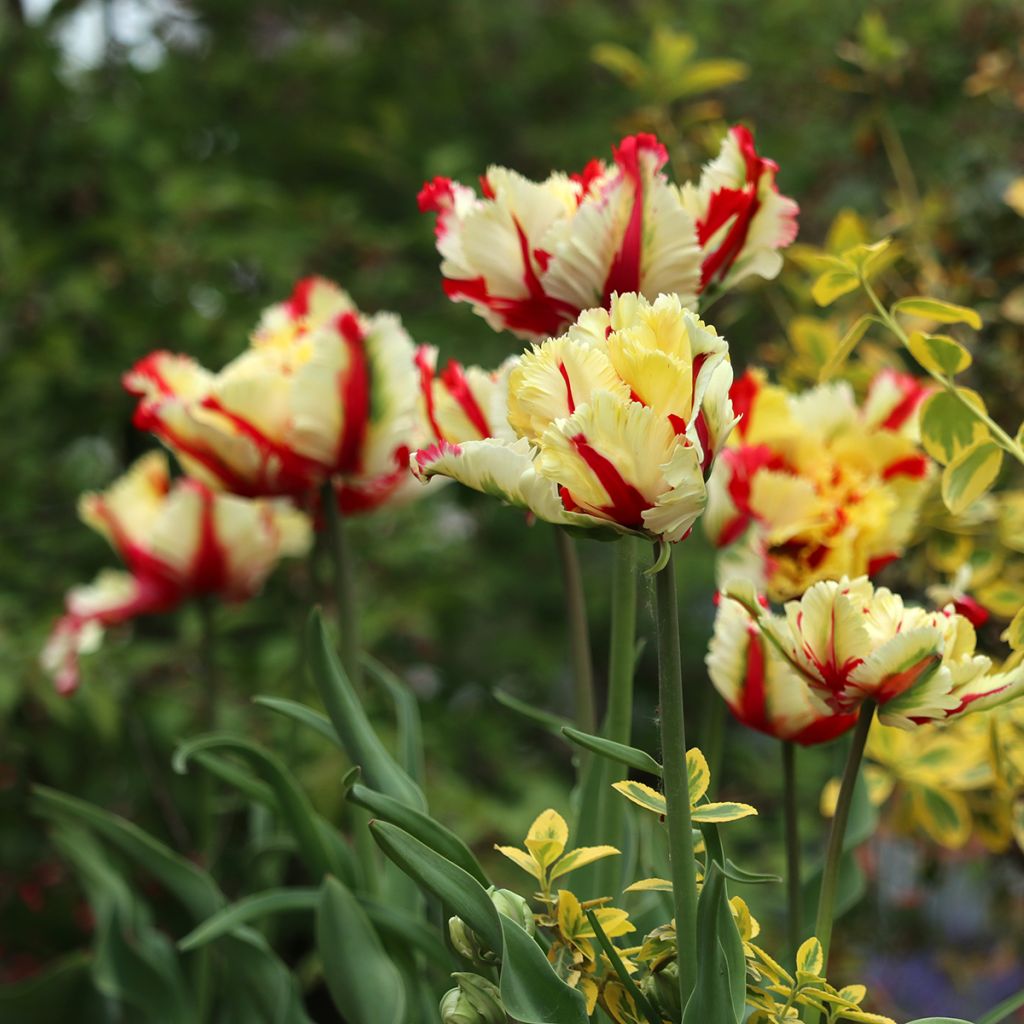 Tulipa Papagaio Flaming Parrot