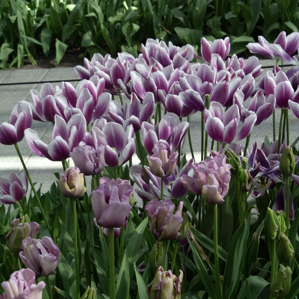 Tulipa Papagaio James Last