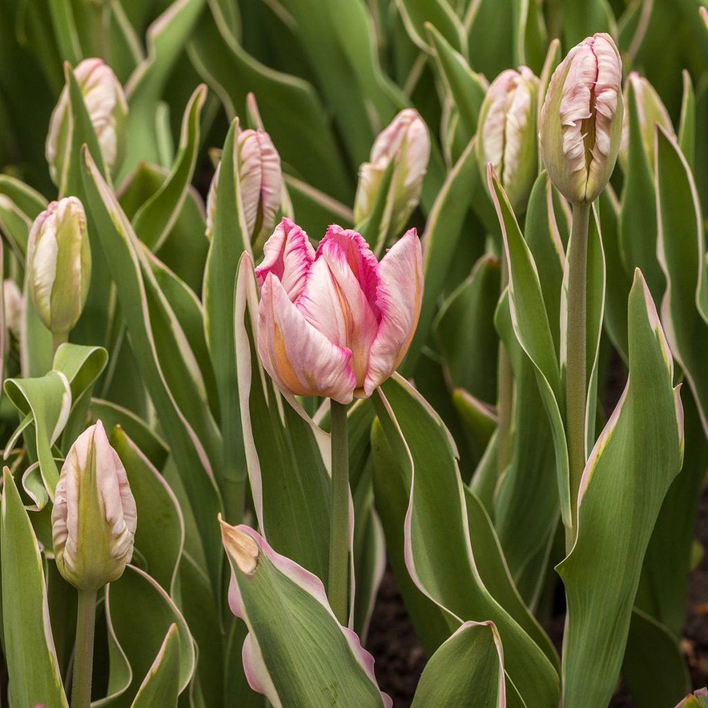 Tulipa Papagaio Silver Parrot