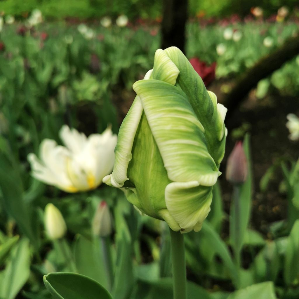 Tulipa Papagaio Super Parrot