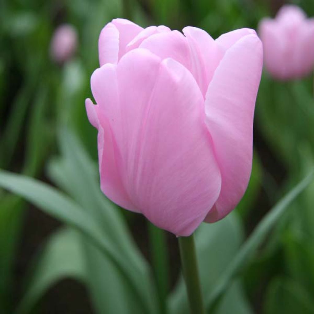 Tulipa Simples tardia Pink Diamond