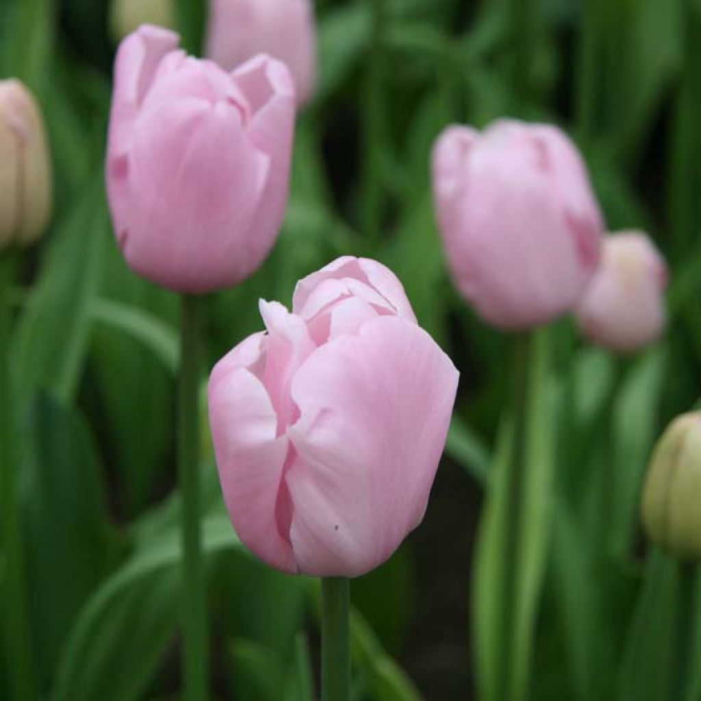 Tulipa Simples tardia Pink Diamond