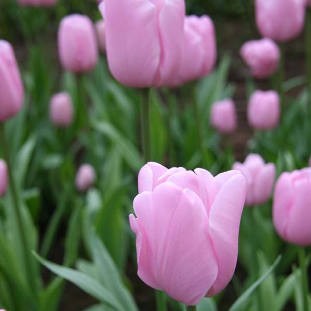 Tulipa Simples tardia Pink Diamond