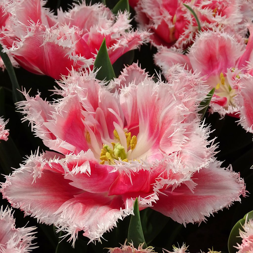 Tulipa com franja Queensland