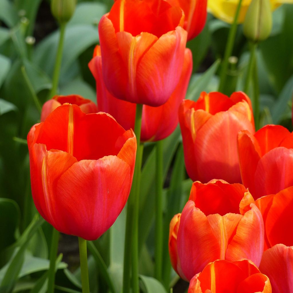 Tulipa Simples tardia Avignon