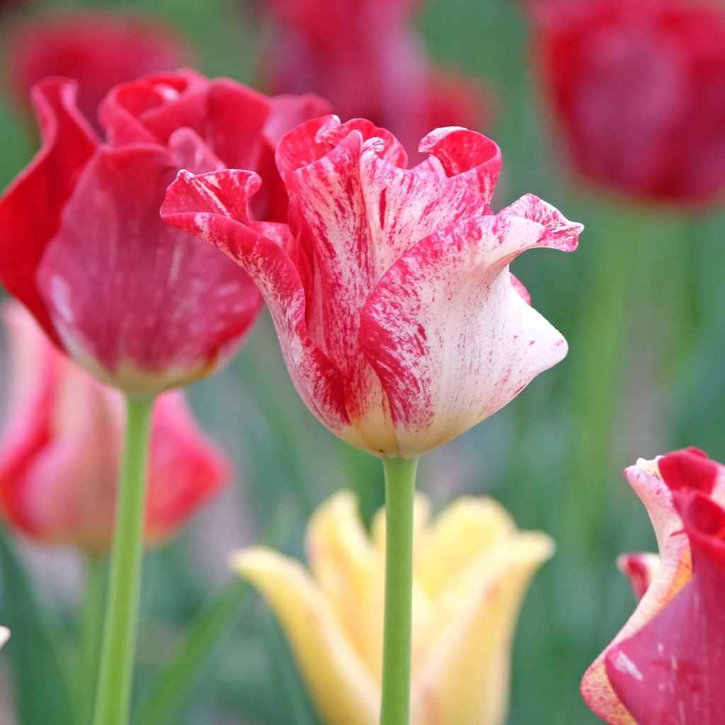 Tulipa Coroa Striped Crown