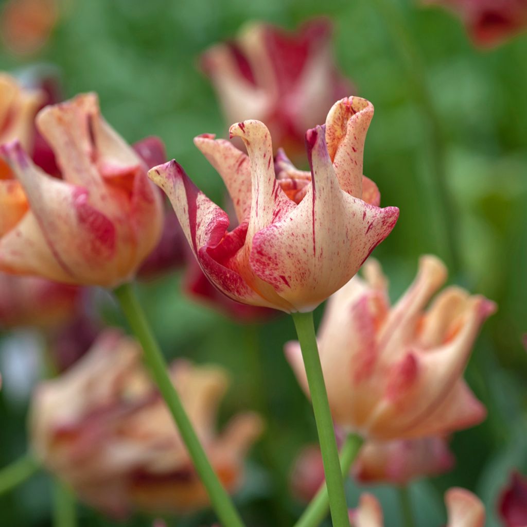 Tulipa Coroa Striped Crown