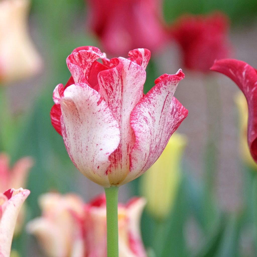 Tulipa Coroa Striped Crown