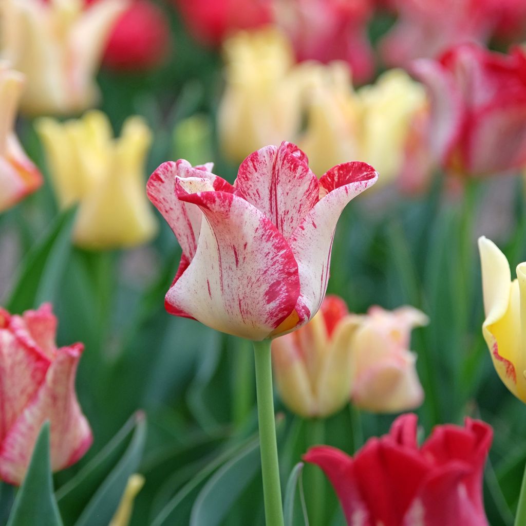 Tulipa Coroa Striped Crown