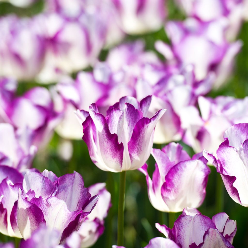 Tulipa Triunfo Affaire