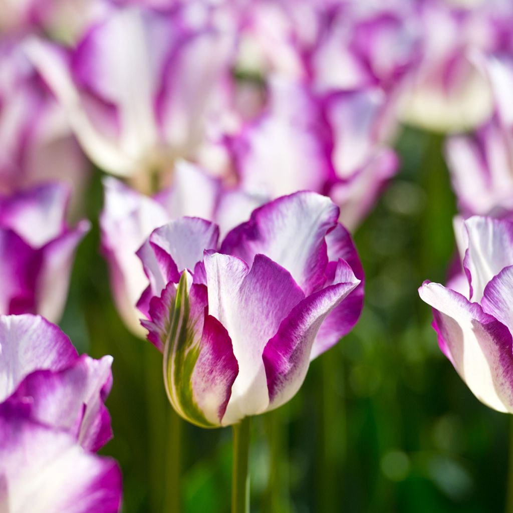 Tulipa Triunfo Affaire